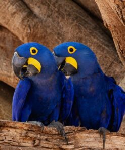 Breeding Pair Hyacinth Macaw Parrots-Male & Female