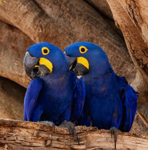 Breeding pair of Hyacinth Macaw parrots, healthy male and female exotic blue macaws for sale, ideal for professional breeders and pet lovers.