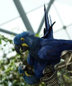 Breeding Pair Hyacinth Macaw Parrots-Male & Female