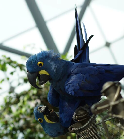 Breeding pair of Hyacinth Macaw parrots, healthy male and female exotic blue macaws for sale, ideal for professional breeders and pet lovers.