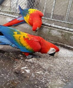Breeding Pair Scarlet Macaw Parrots- Male & Female