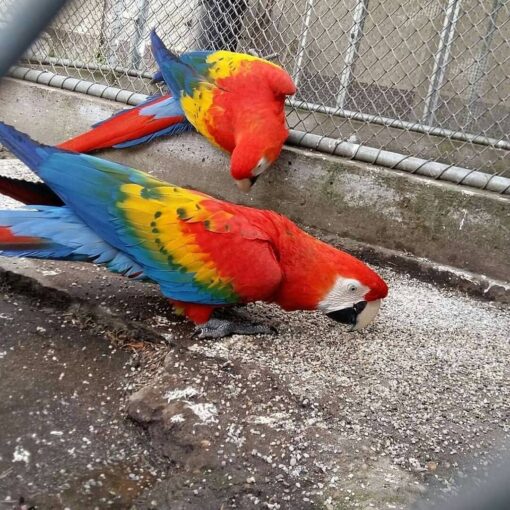 Breeding Pair Scarlet Macaw Parrots- Male & Female - Image 2