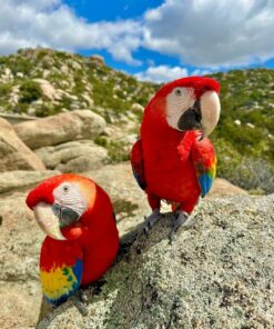 Breeding Pair Scarlet Macaw Parrots- Male & Female