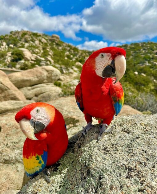 "Breeding pair of Scarlet Macaw parrots, male and female, vibrant red, yellow, and blue feathers, friendly and welcoming exotic birds for sale"