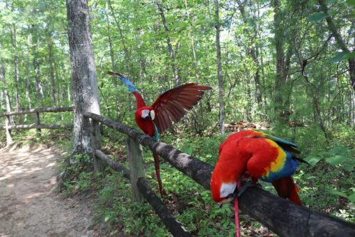 "Breeding pair of Scarlet Macaw parrots, male and female, vibrant red, yellow, and blue feathers, friendly and welcoming exotic birds for sale"